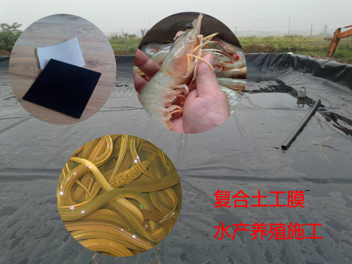 土工膜（防滲膜）無土生態(tài)養(yǎng)殖黃鱔發(fā)展前景